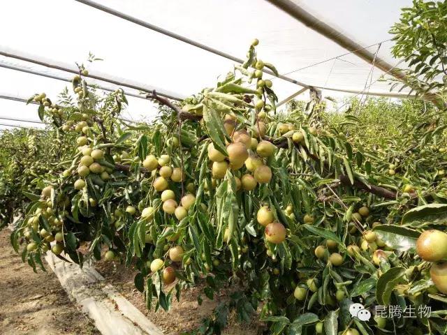 菌肥 生物菌肥 微生物菌肥