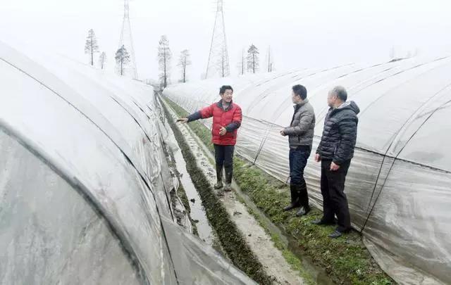 復(fù)合微生物菌肥廠家直銷 復(fù)合微生物菌肥廠家直銷