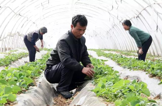復(fù)合微生物菌肥廠家直銷 復(fù)合微生物菌肥廠家直銷